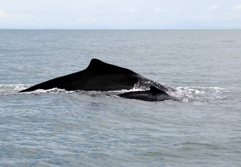 Whale Watching in Panama