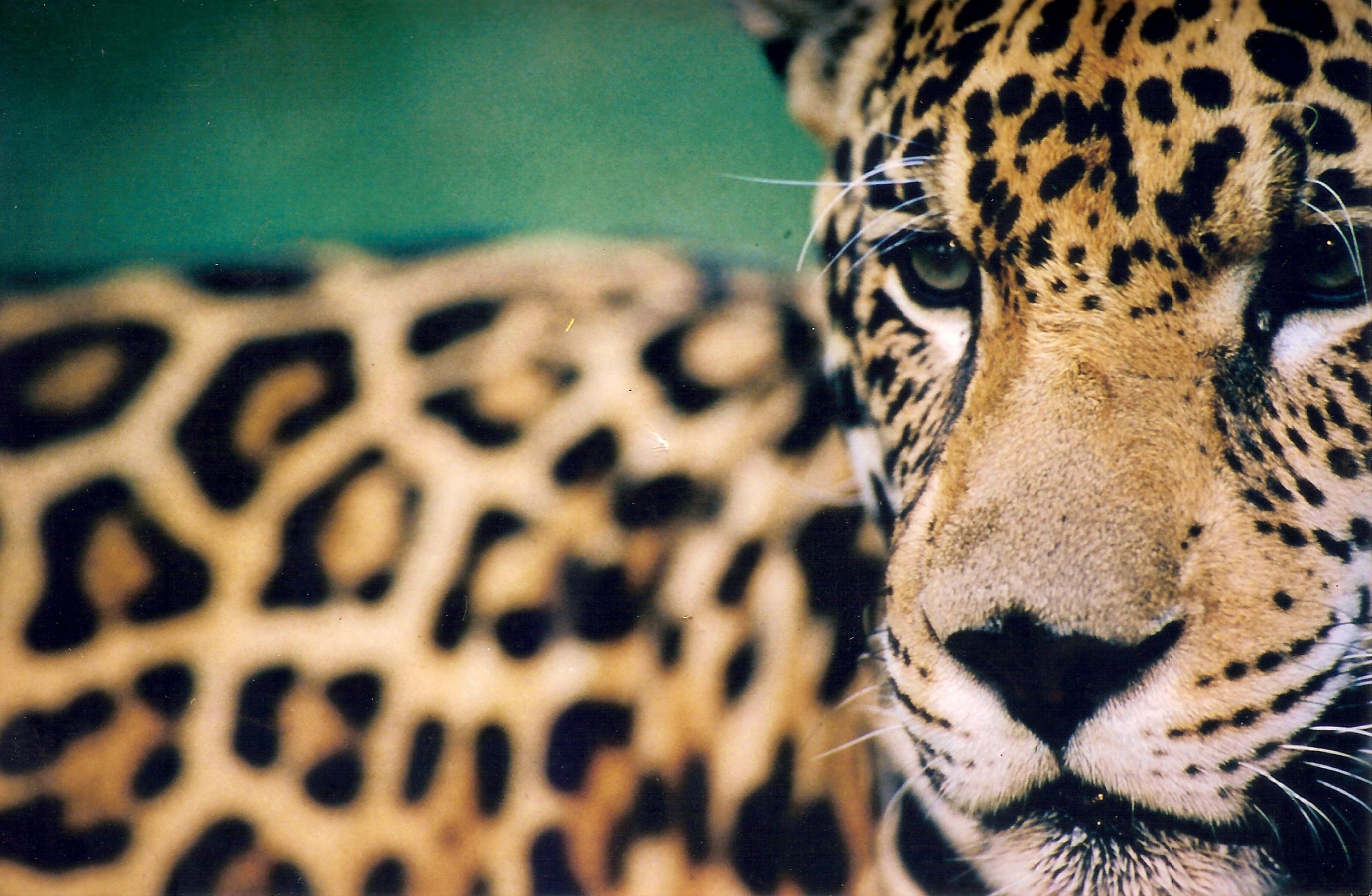 Jaguarbeobachtung im Pantanal