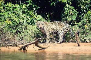 Jaguar am Flussufer