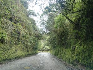 Die Schotterpiste von San Agustín nach Popayán führt durch dichte Vegetation