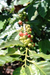 Kaffeepflanze im Kaffeedreieck